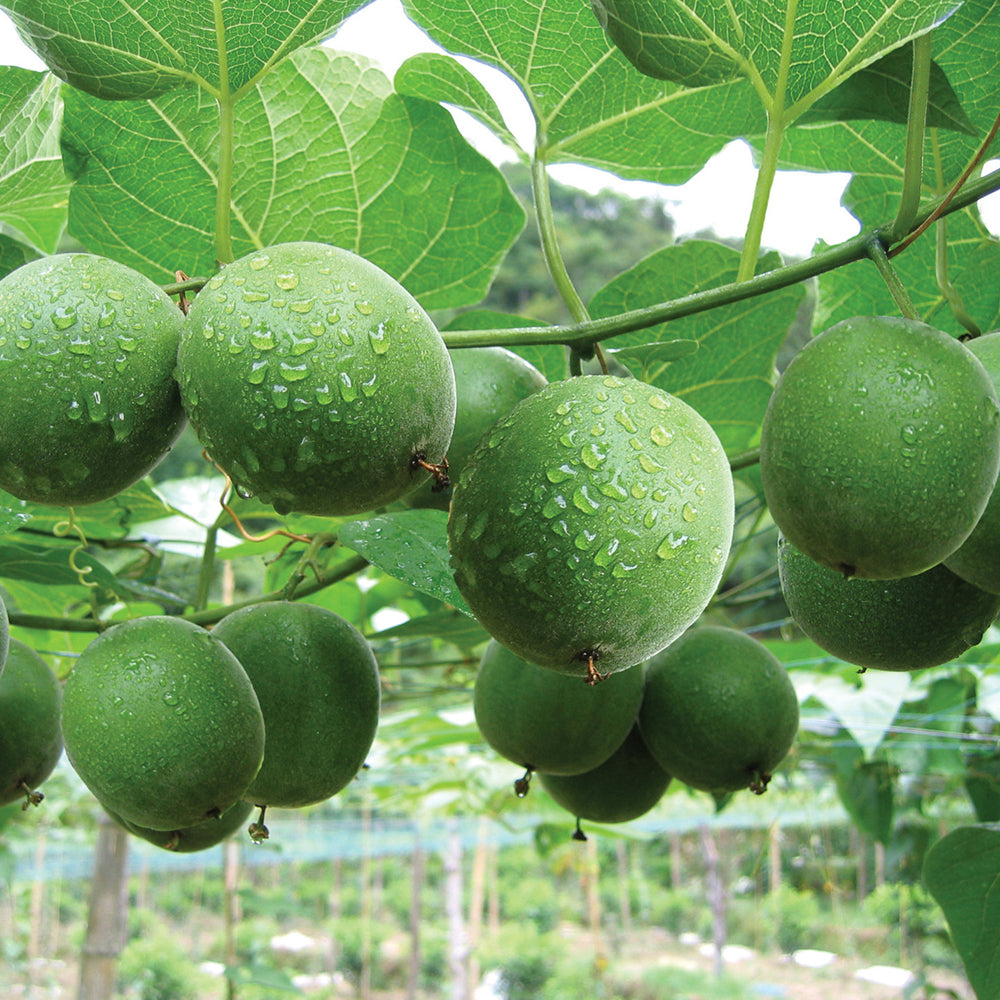 fruit plant seeds Monk Fruit Seeds, Luo Han Guo Siraitia grosvenorii, Pack of 10 Seeds – MUCIAKIE