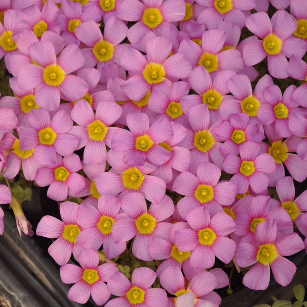 Oxalis obtusa Bulbs, Pack of 3, Supply Period from June to Nov.