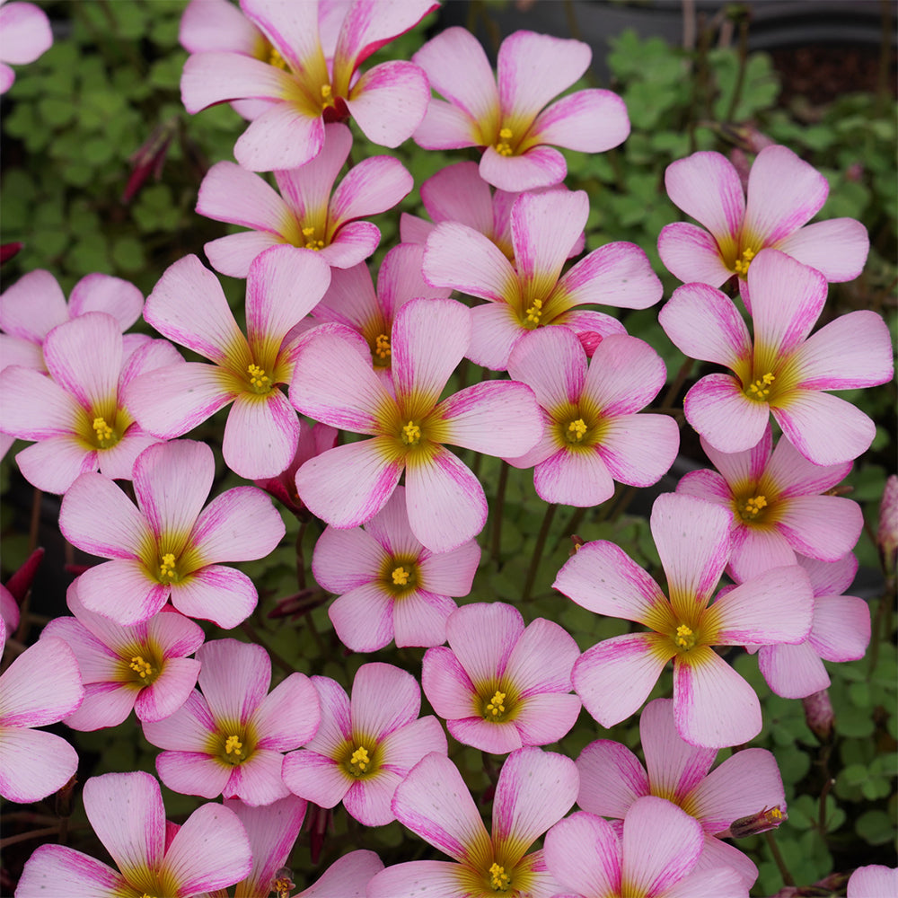 Oxalis obtusa Bulbs, Pack of 3, Supply Period from June to Nov.