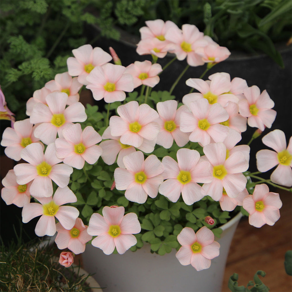Oxalis obtusa Bulbs, Pack of 3, Supply Period from June to Nov.