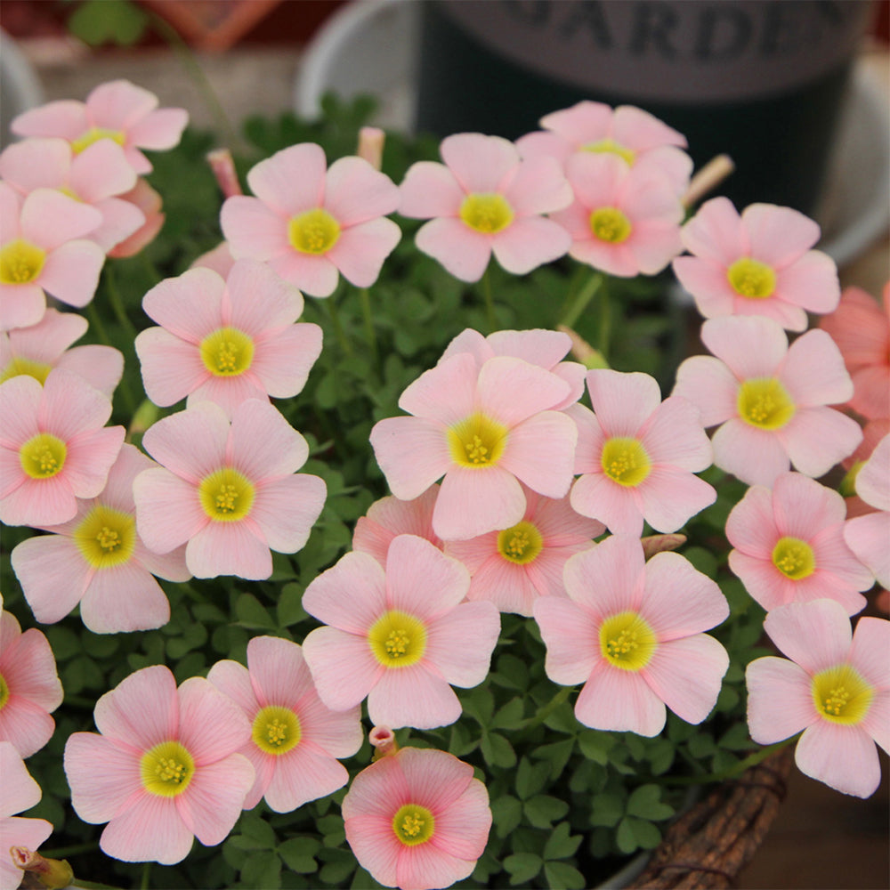 Oxalis obtusa Bulbs, Pack of 3, Supply Period from June to Nov.