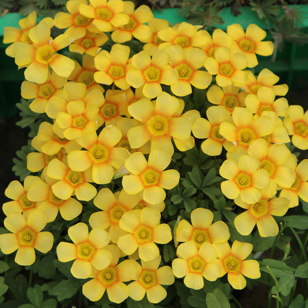 Oxalis obtusa Bulbs, Pack of 3, Supply Period from June to Nov.