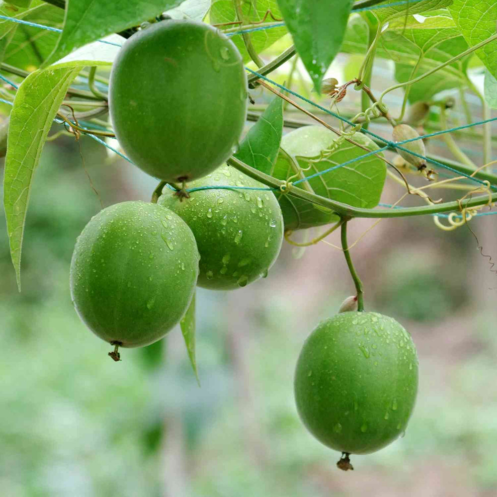 Bellfarm® Monk Fruit Seeds, Pack of 10 Seeds