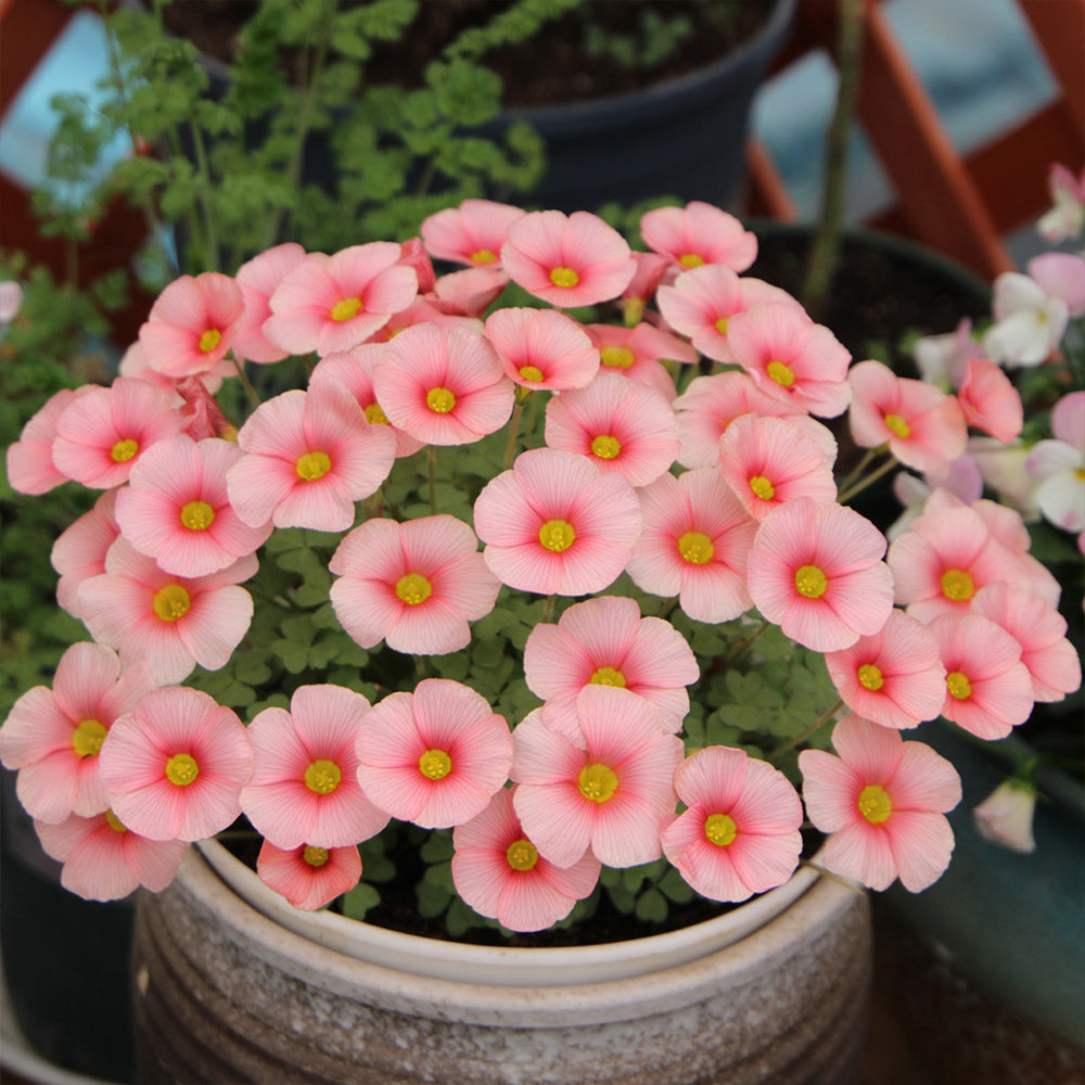 Oxalis obtusa Bulbs, Pack of 3, Supply Period from June to Nov.