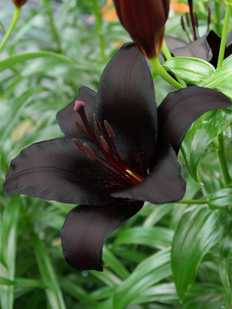 Lilium 'Black Knight'