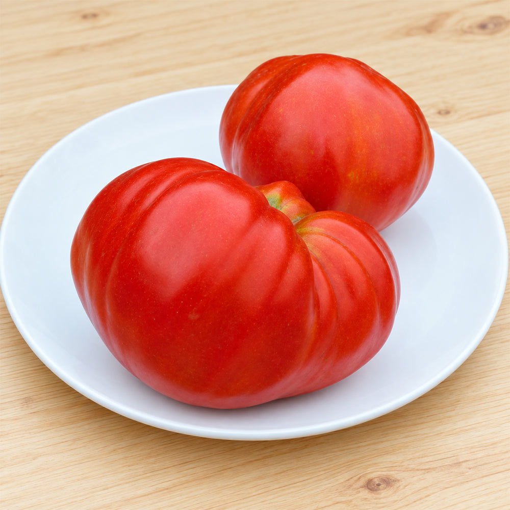481 Jarson 8 Tomato
