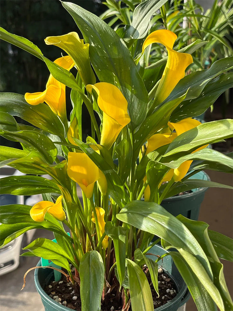 'Dana' Calla Lily