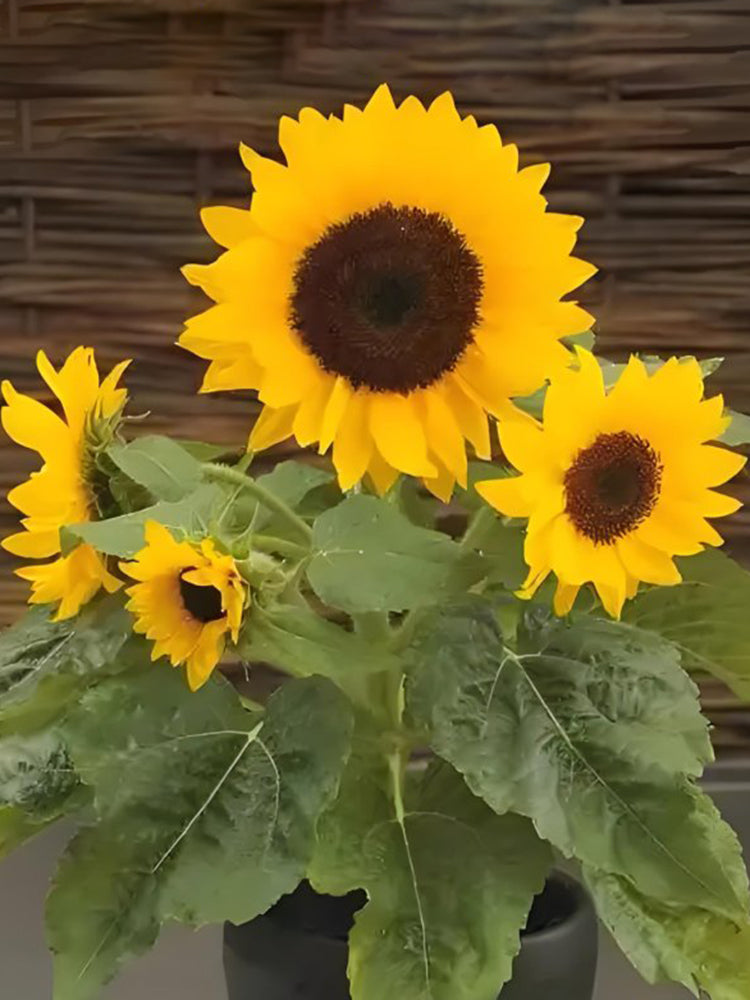 Chihuahua Dwarf Ornamental Sunflower