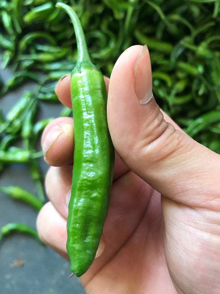 Korean Green Chili Pepper