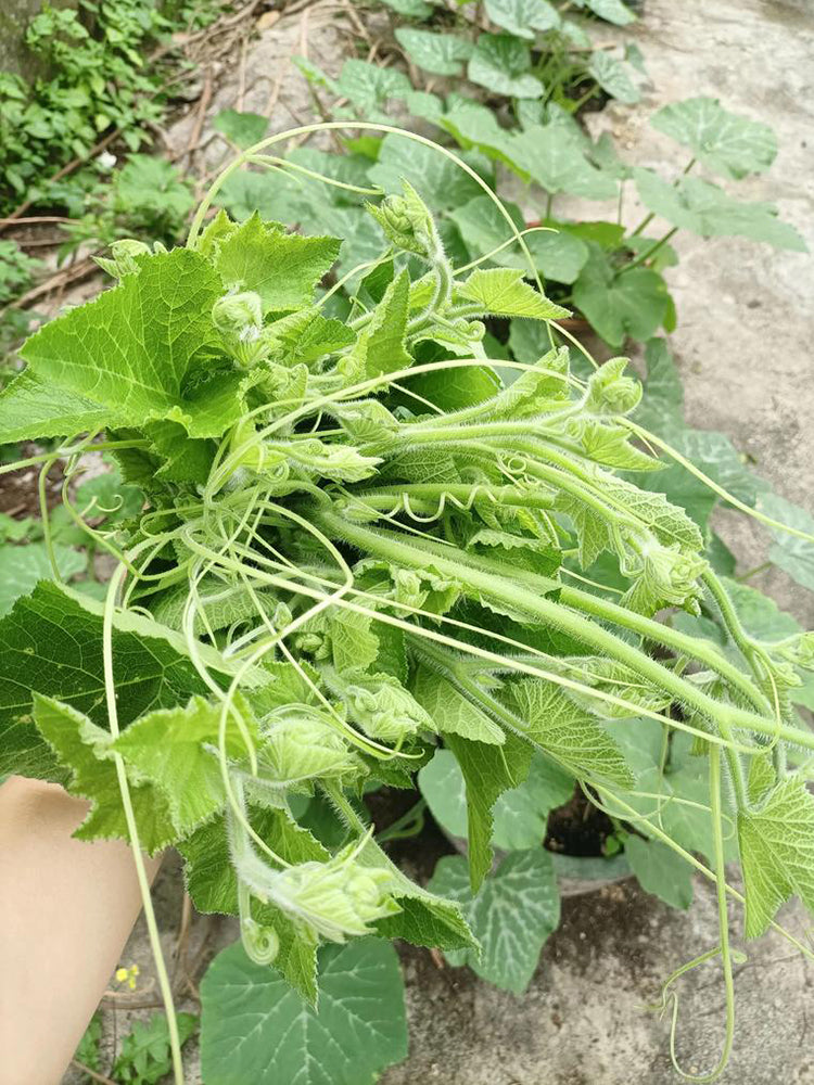 Tasty Pumpkin Shoots