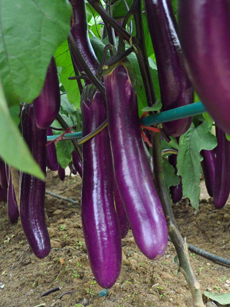 Zilong No.1 Eggplant