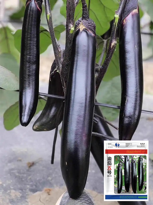 'Yuqie No.5' Eggplant
