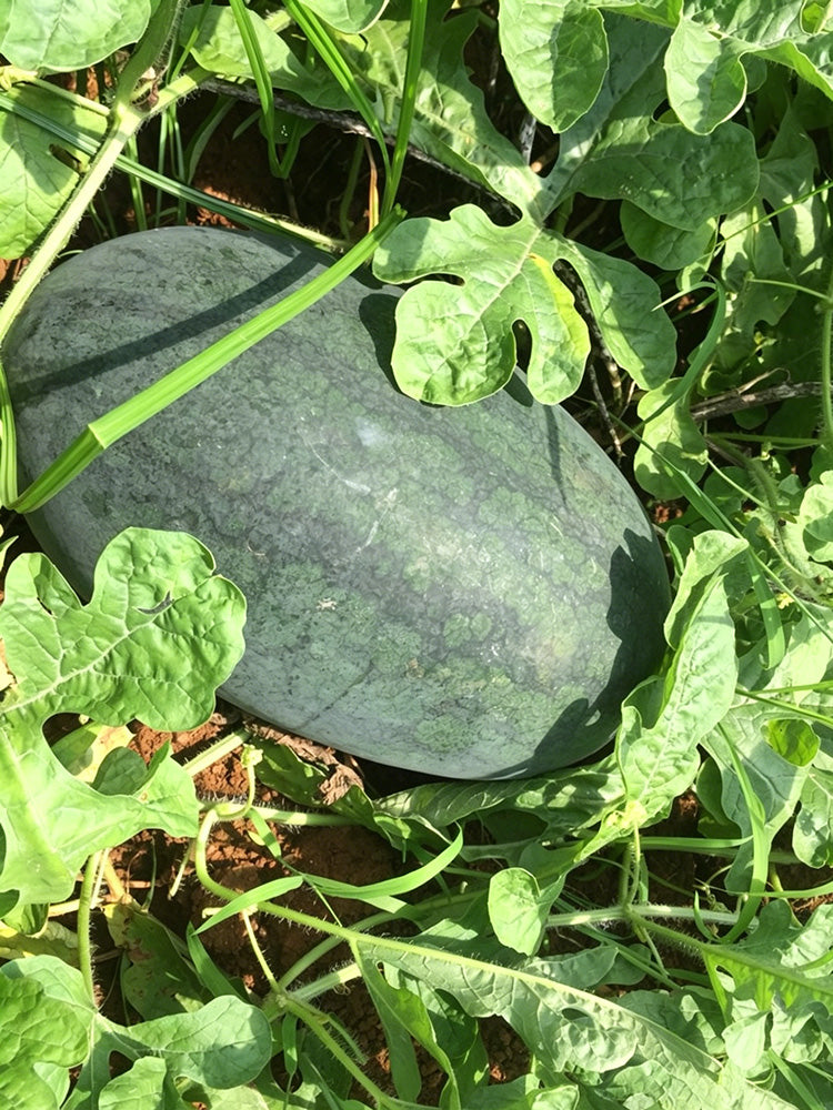 Black Beauty Watermelon