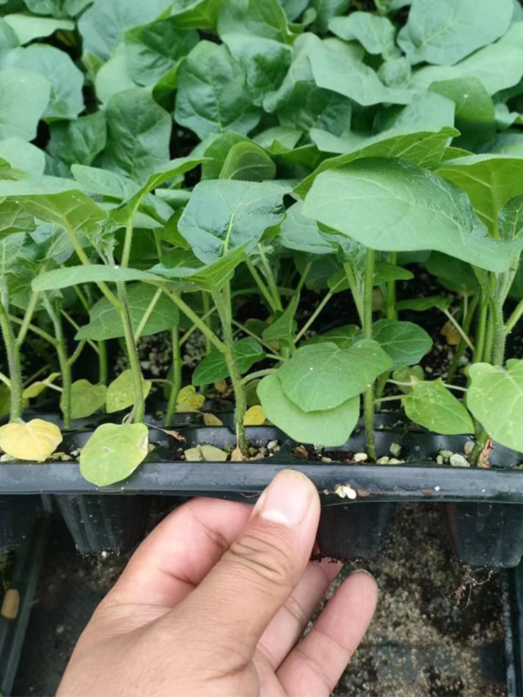 Tuolubamu Eggplant Rootstock