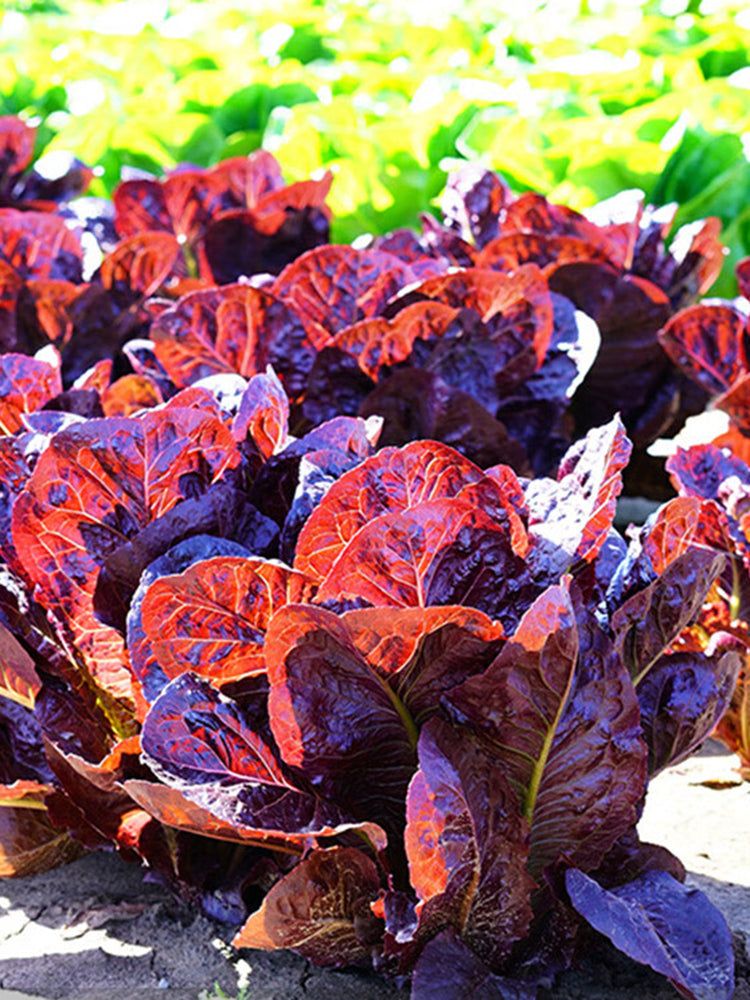 'Jing Zique' Lettuce