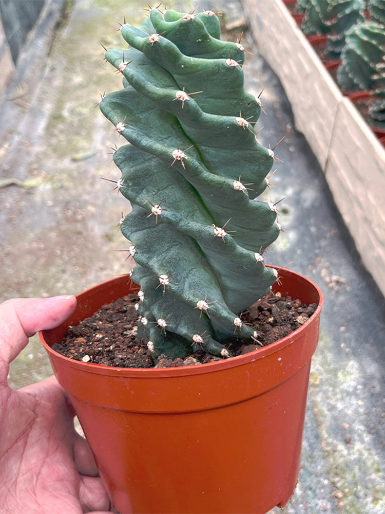 Cereus forbesii 'Spiralis'