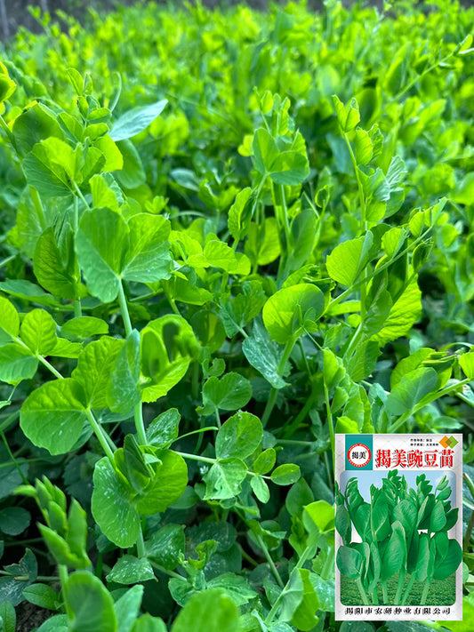 Jiemei Tendril-Free Pea Shoot