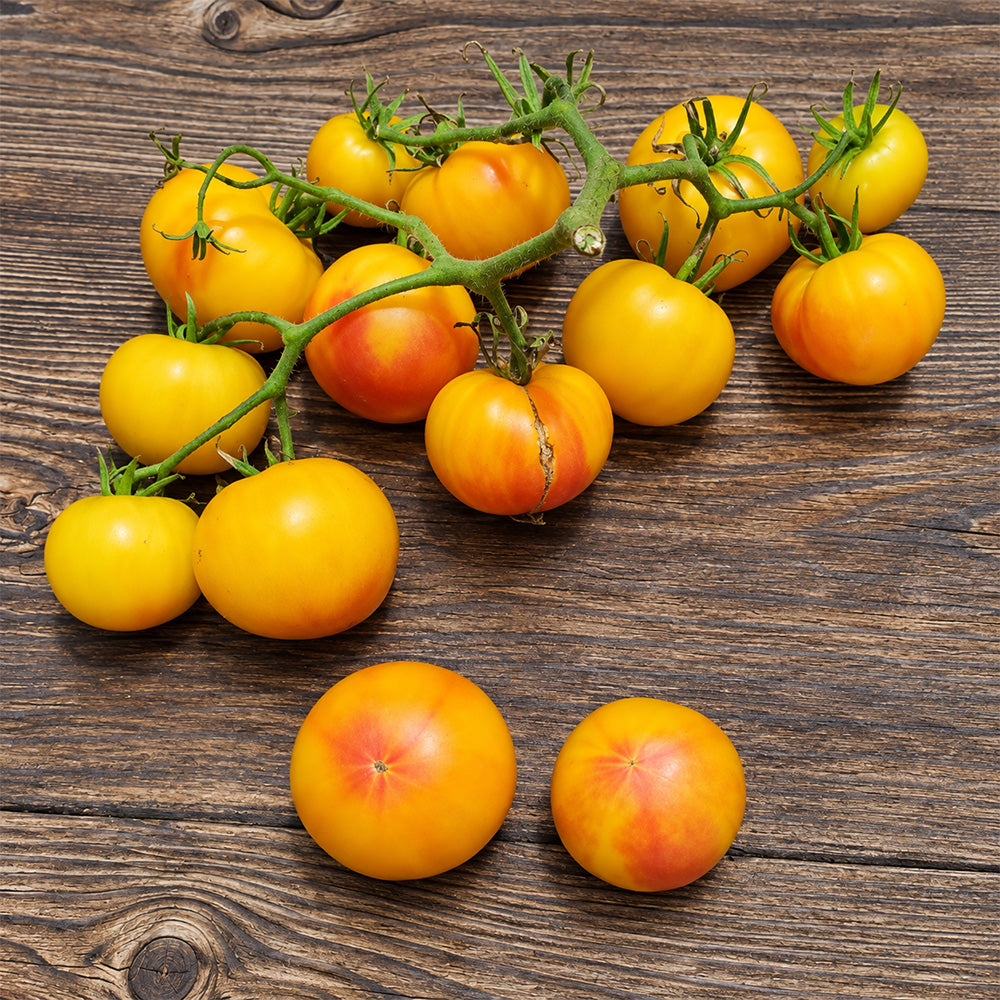404 Little Sunburst Tomato