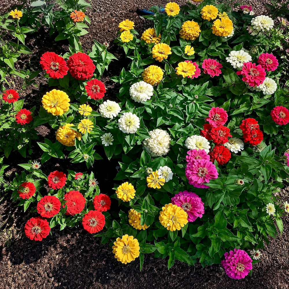 W1345 Dwarf Double Zinnia Mix