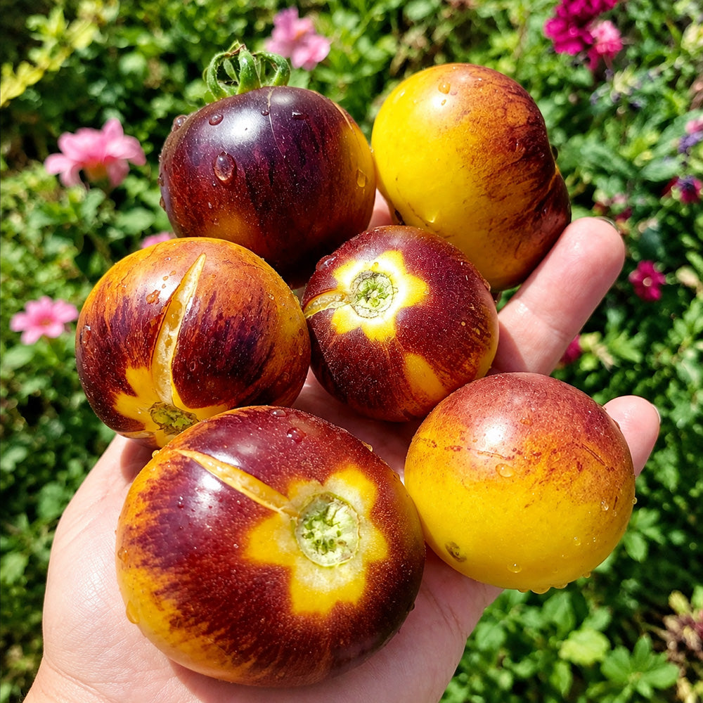 1113 Canadian Sweet Ball F8 Tomato