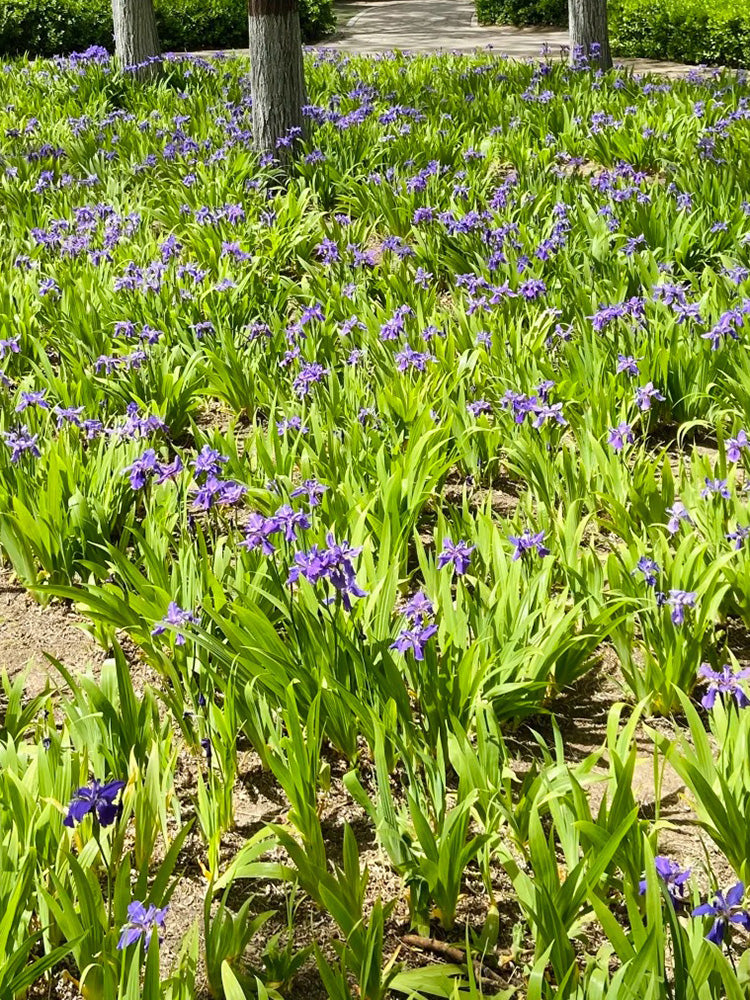 Blue Butterfly Iris