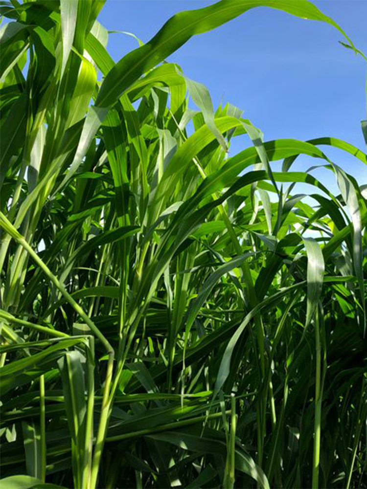 Sudangrass