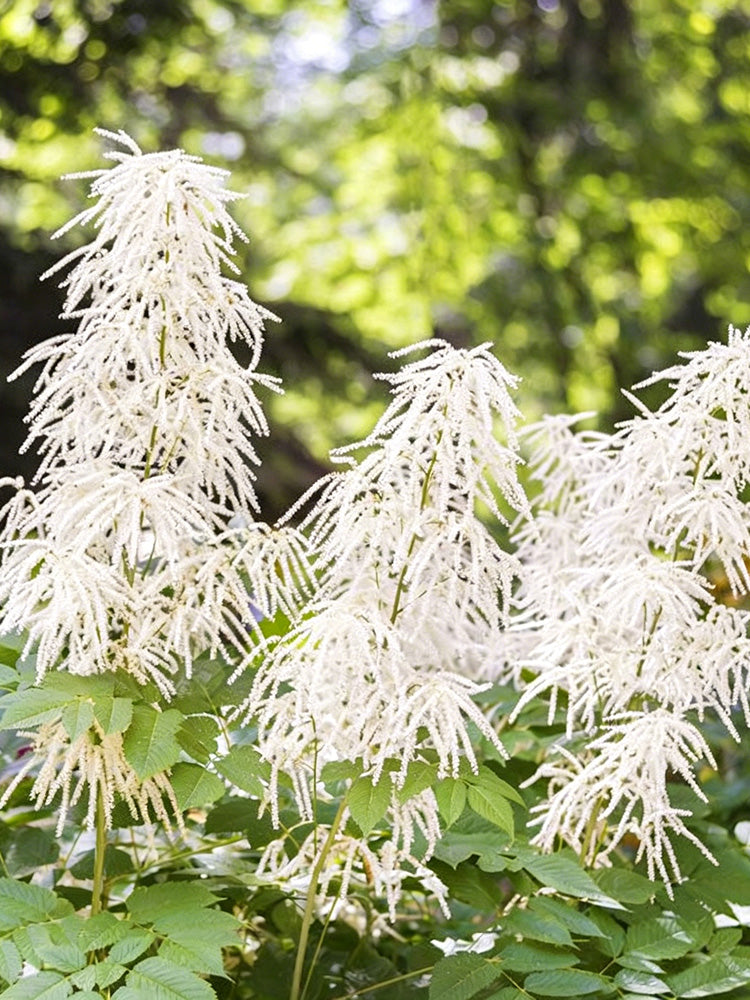 Goat's Beard