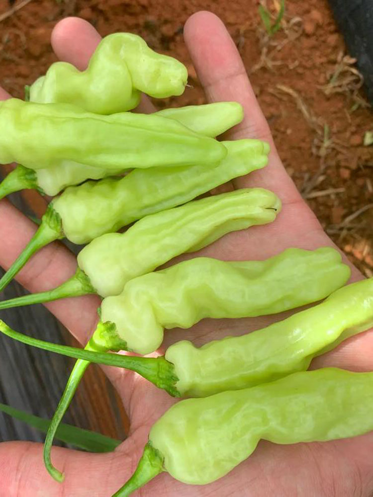 Pickling Pepper