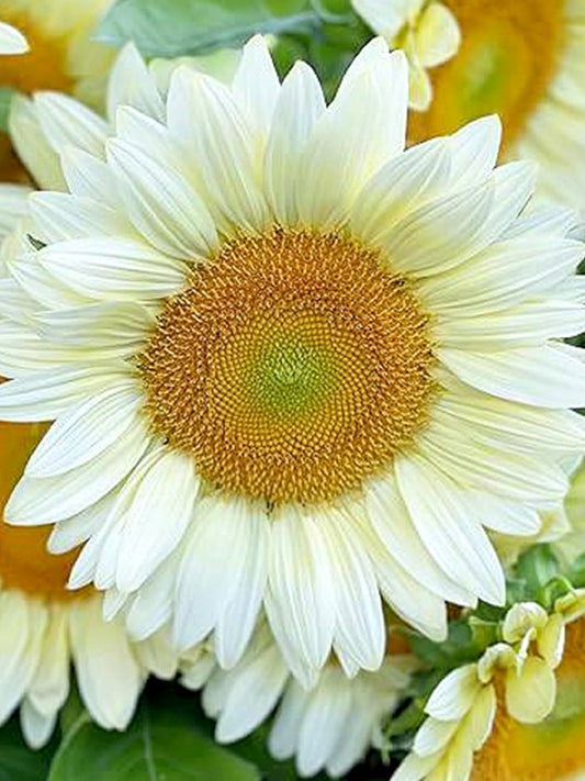 'White Moonlight' Sunflower