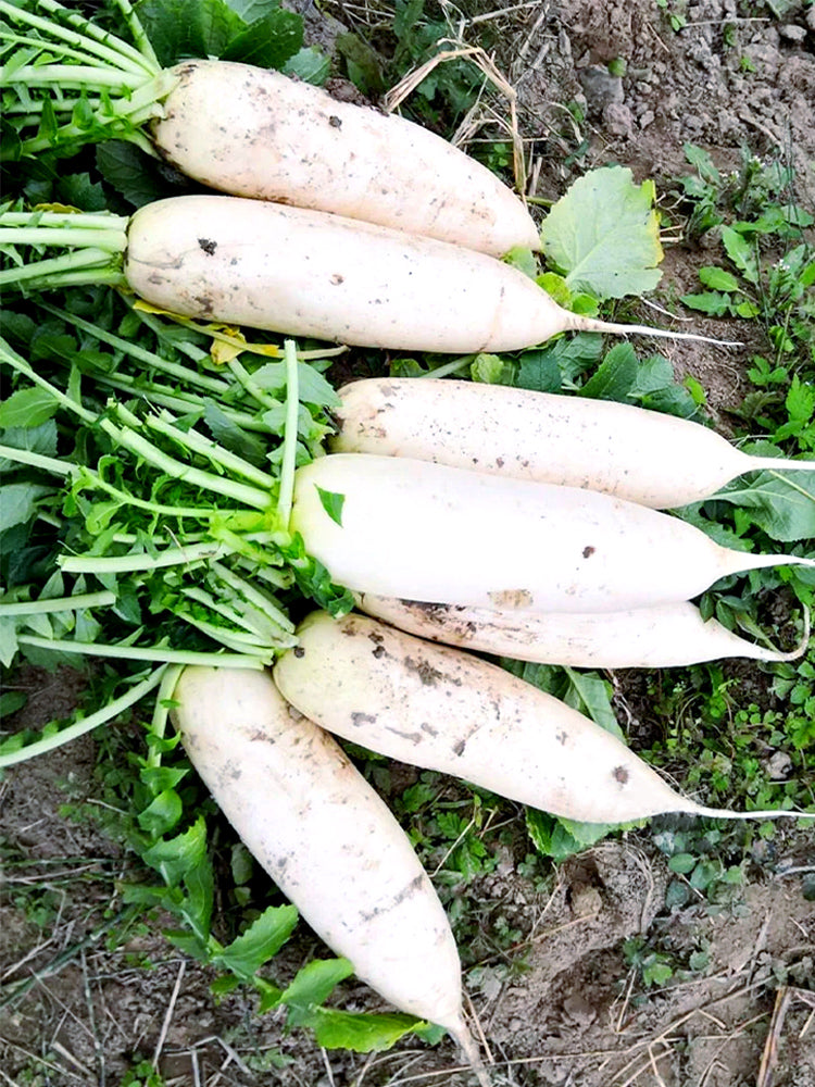 'Guangliang No.22' Radish