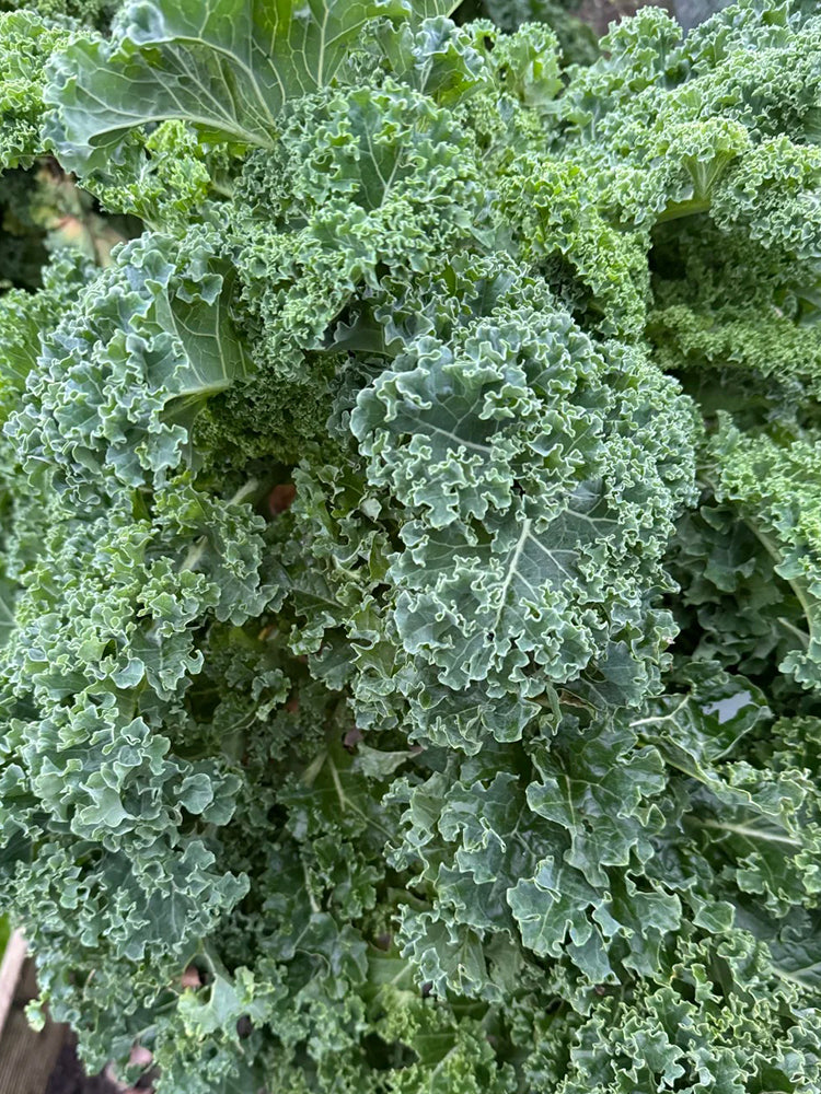 Firenze Kale