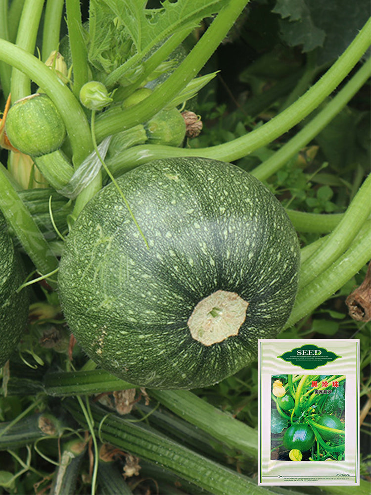 Black Pearl Zucchini