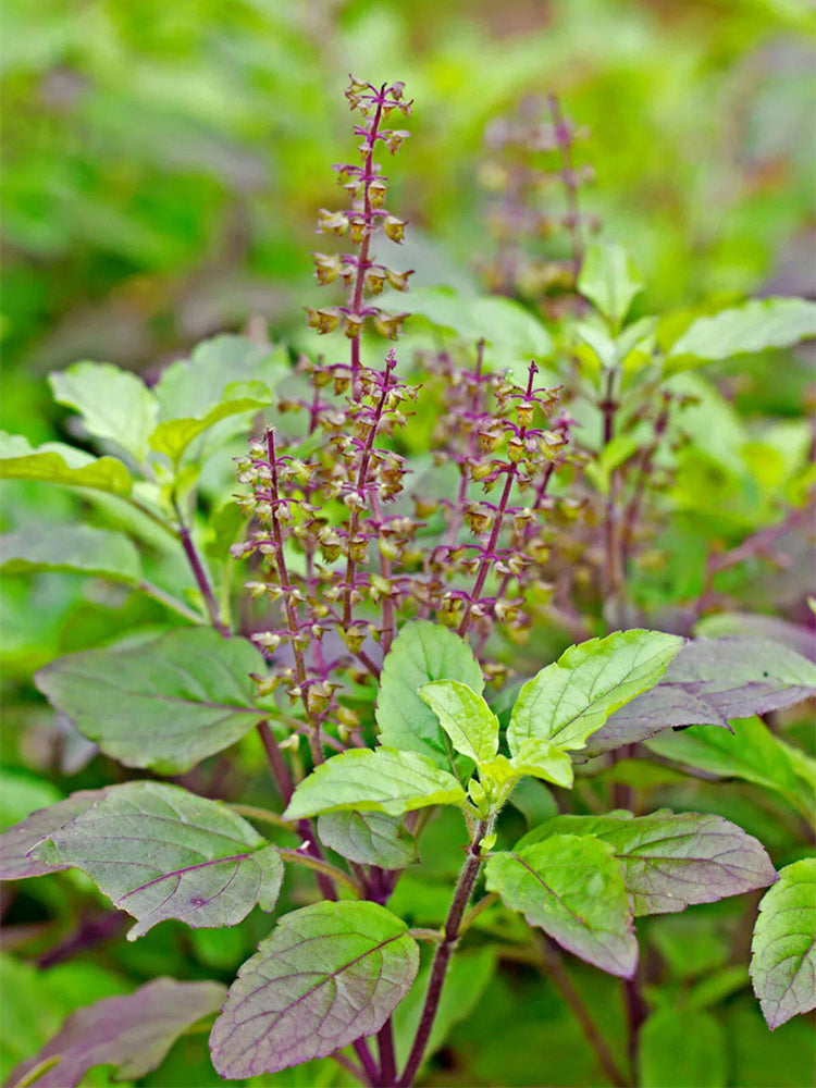 Holy Basil