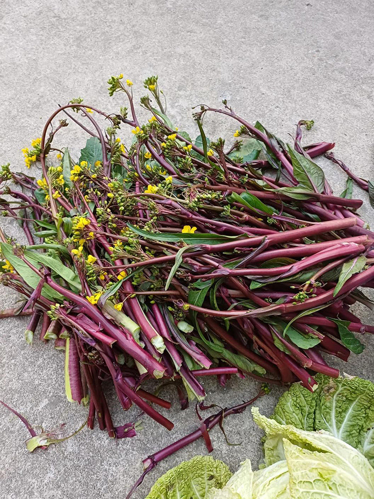 'Bright Red 65' Flowering Stalk