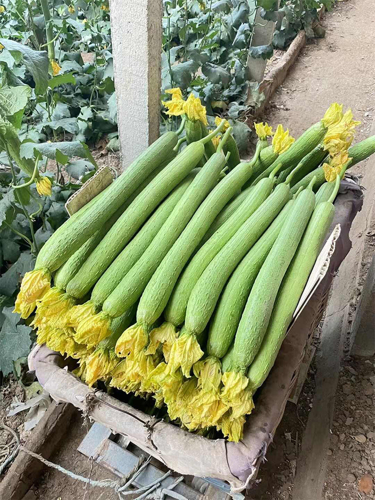 Thailand Medium Green Luffa