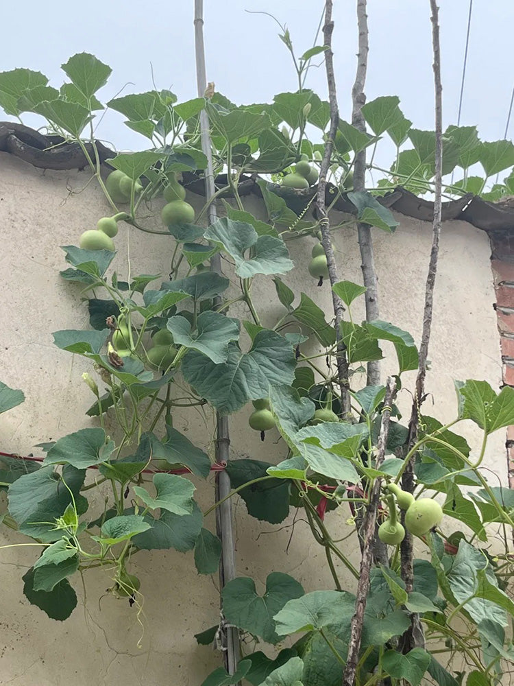 Small Waist Gourd