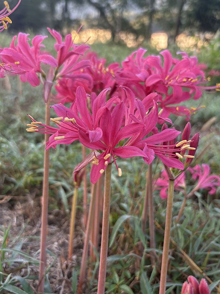 Pink Lycoris sprengeri