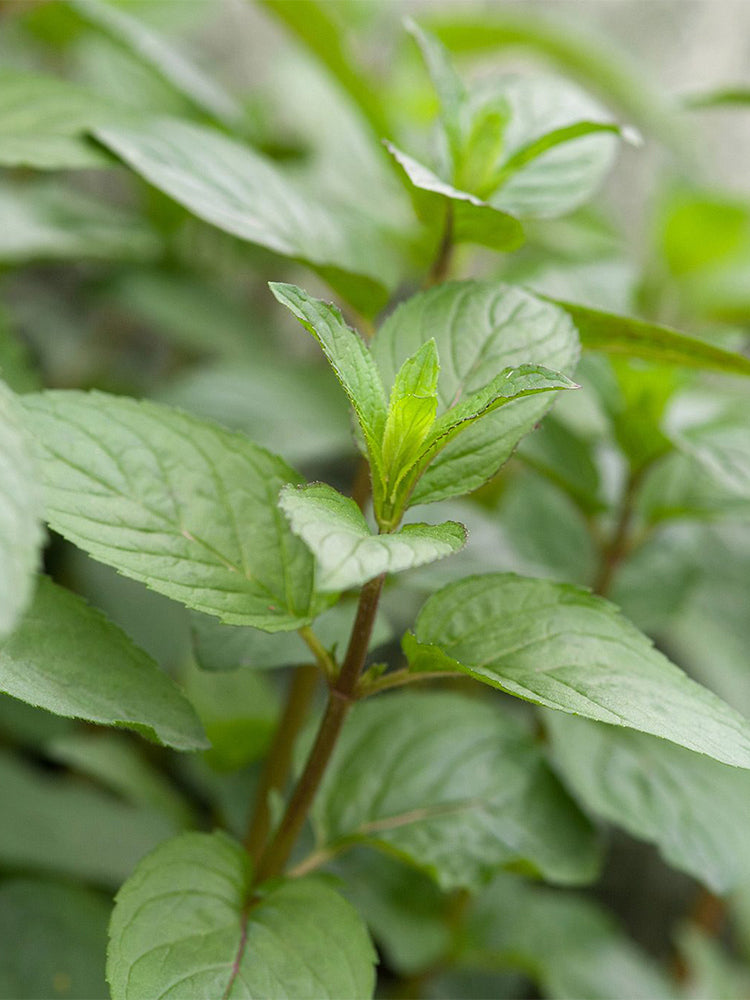 Pennyroyal Mint