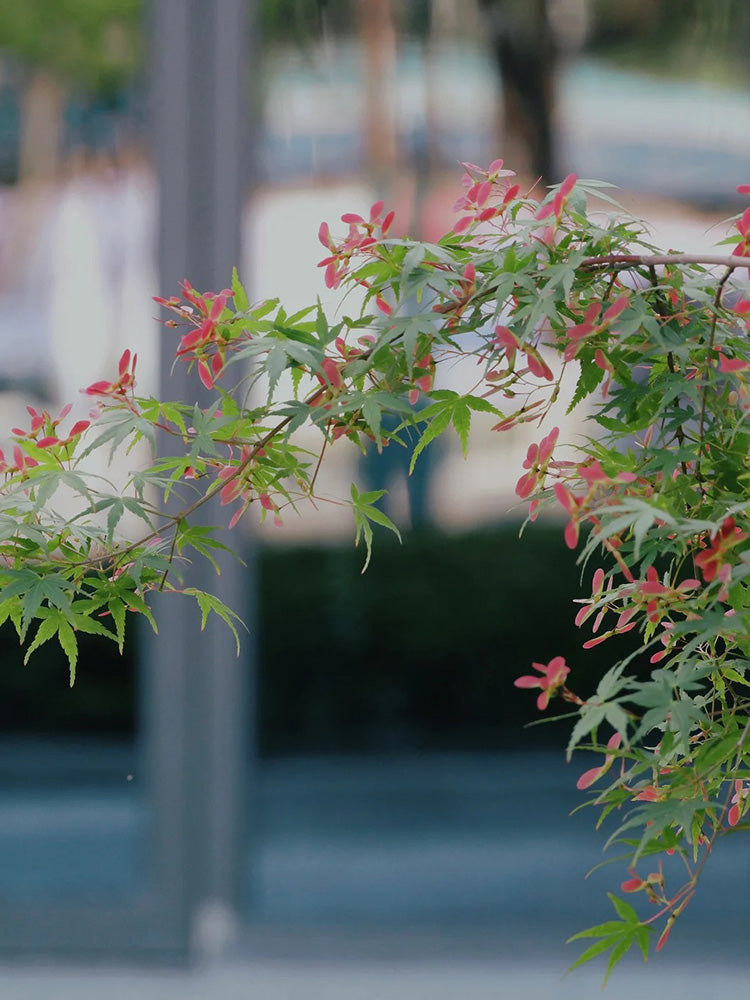 Shallow Lobed Green Leaf Japanese Maple