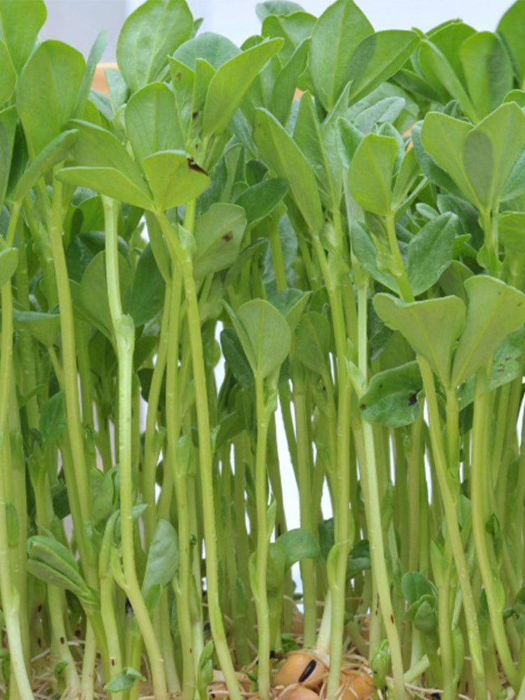 Broccoli Sprouting