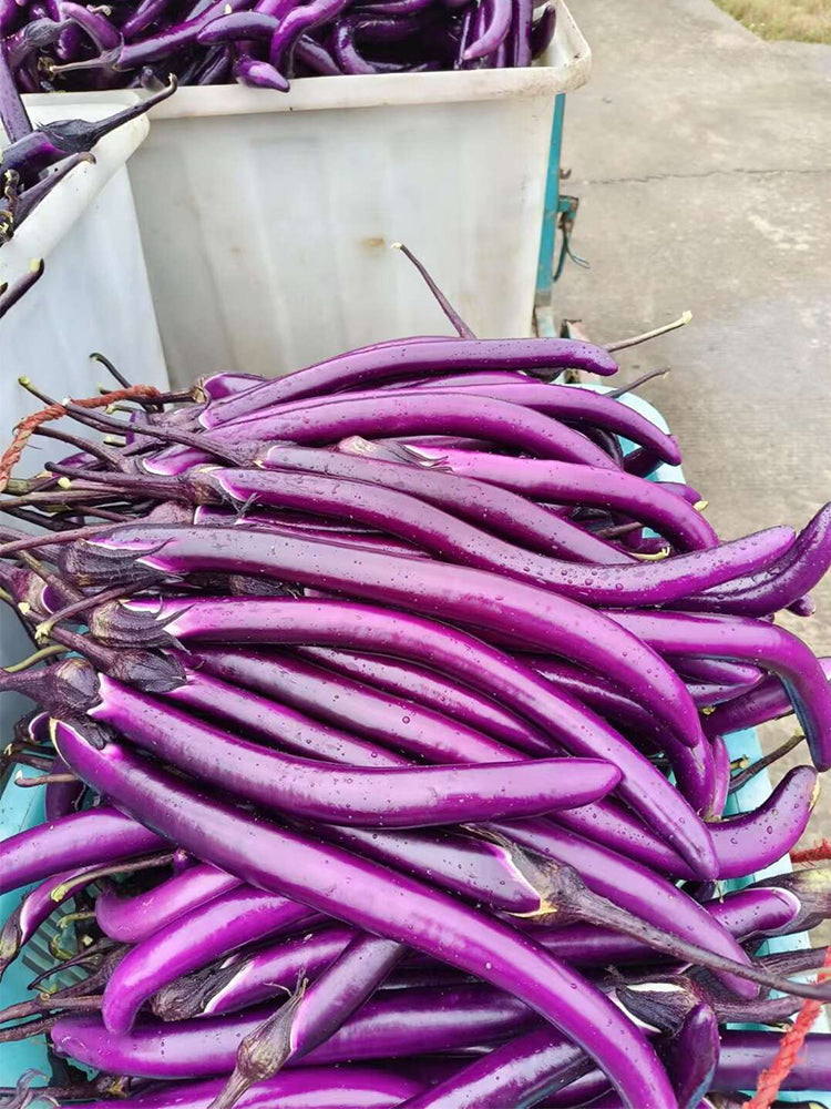Hangzhou Red Eggplant