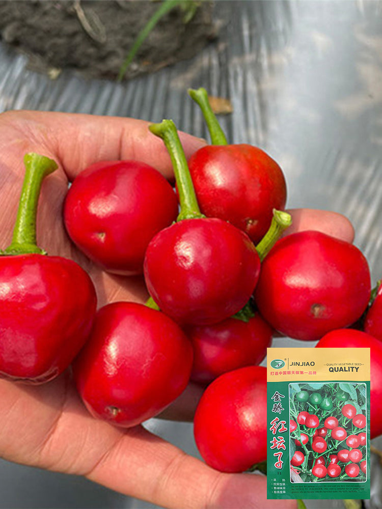 Jinjiao Hongtanzi Chili Pepper