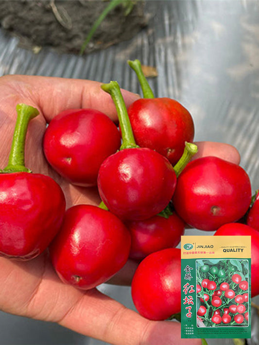 Jinjiao Hongtanzi Chili Pepper