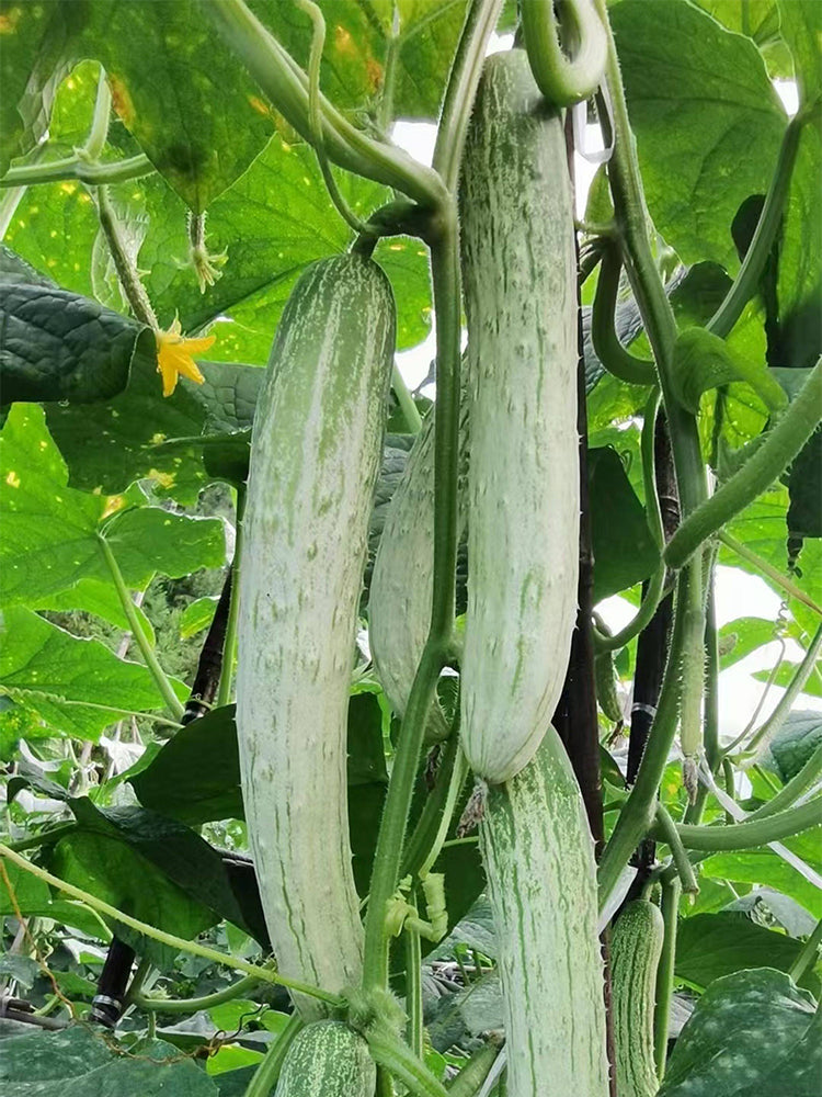 'Yanbai No.7' Long Green-and-white Cucumber Hybrid