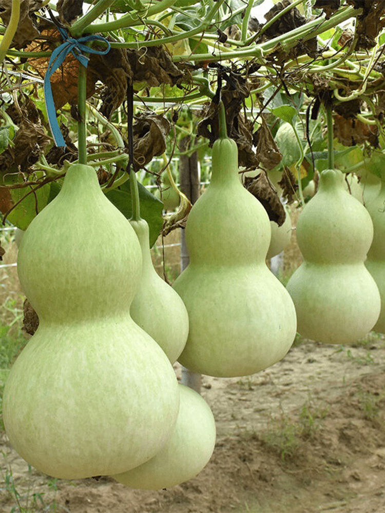 Hezhichun Giant Bottle Gourd