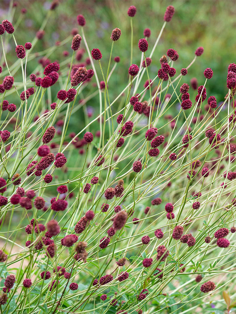 Great Burnet