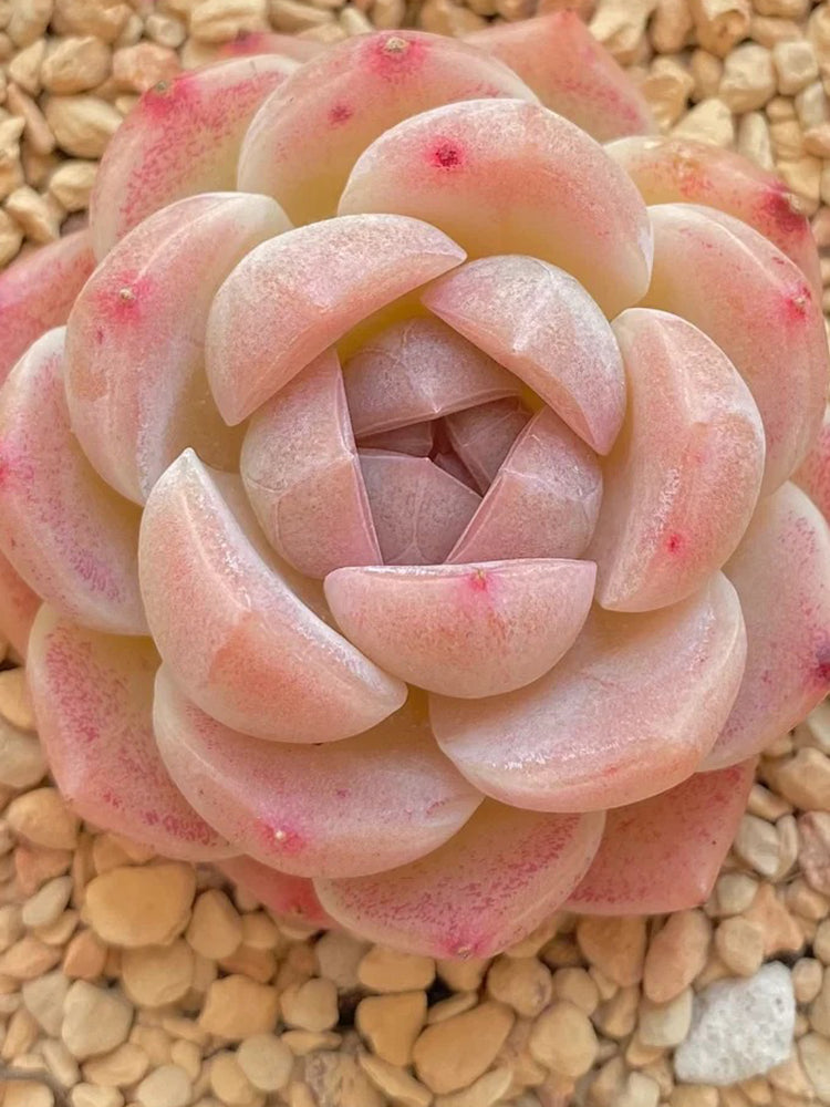 Echeveria cv. 'Moon Star'