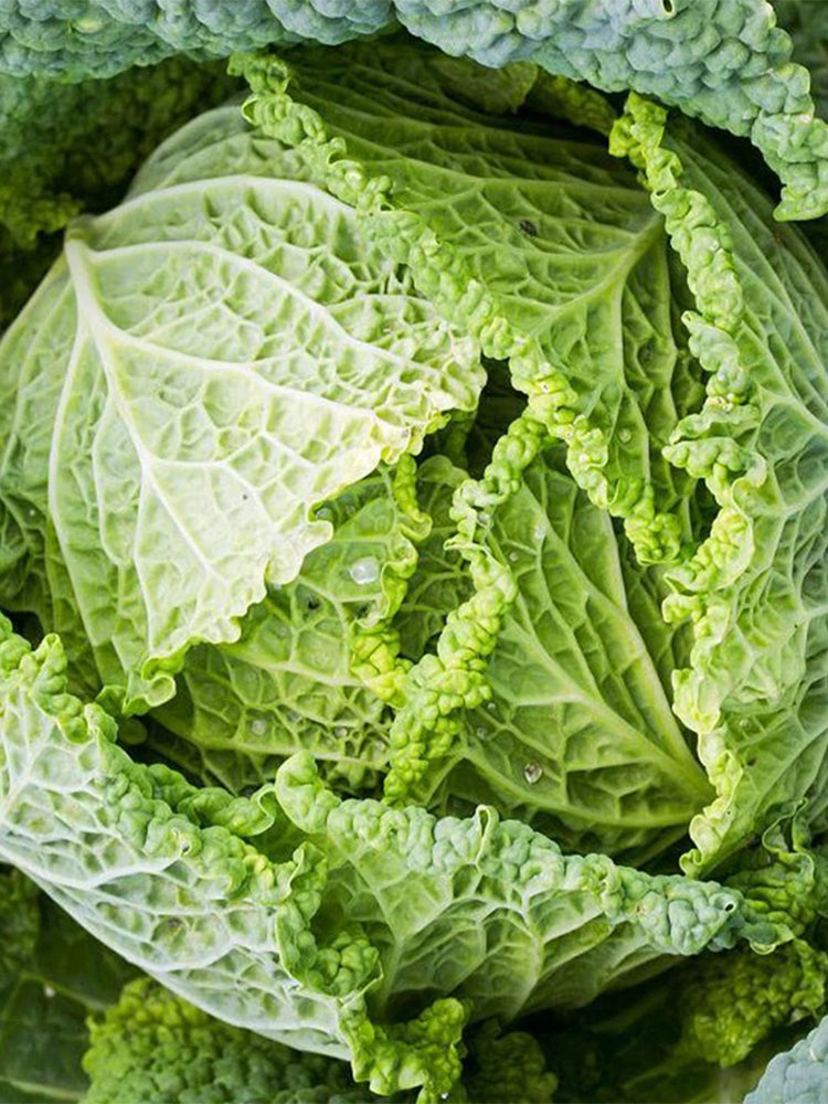 Savoy Cabbage