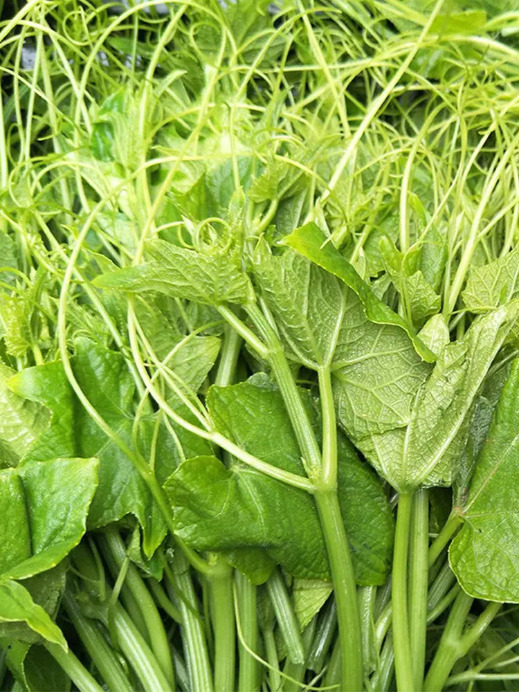 Feizai Pumpkin Shoots