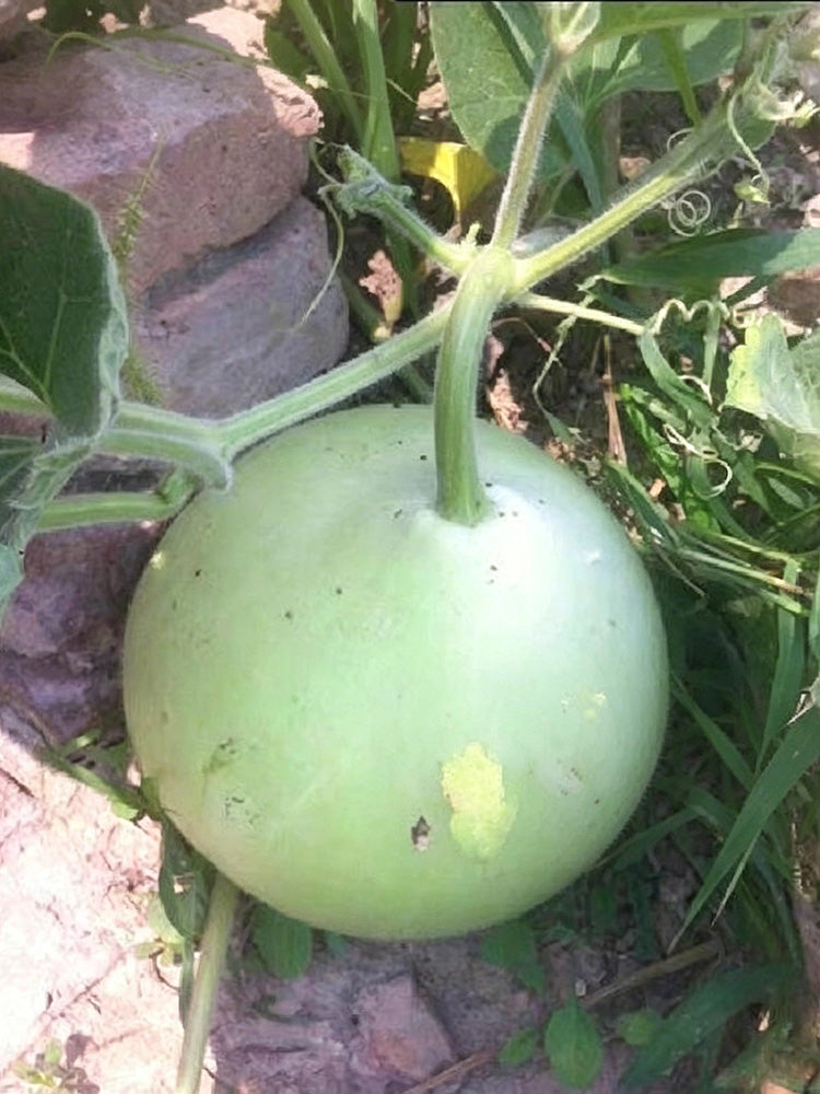 Edible Bottle Gourd